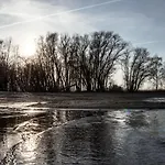 Grosses Schwarze Moewe Nahe Ueckermuende