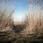 Grosses Schwarze Moewe Nahe Ueckermuende * Grambin