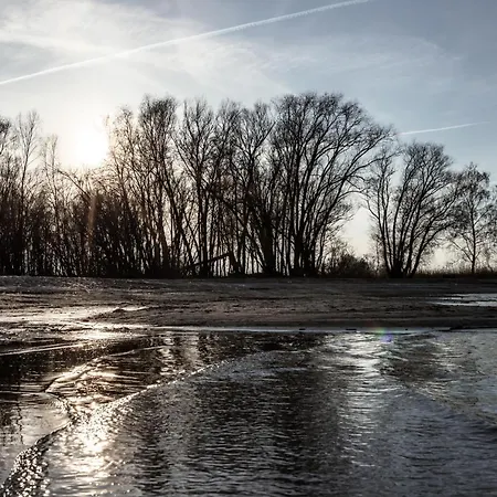Grosses Schwarze Moewe Nahe Ueckermuende