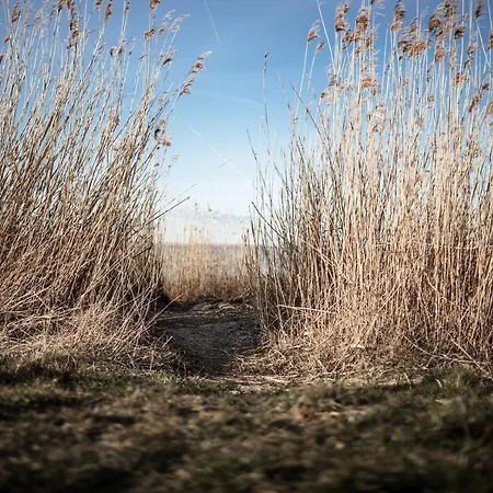 Grosses Schwarze Moewe Nahe Ueckermuende * Grambin