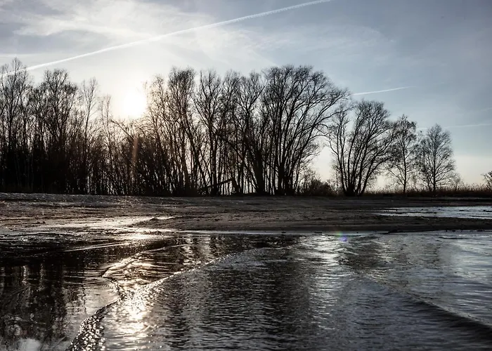 Grosses Schwarze Moewe Nahe Ueckermuende