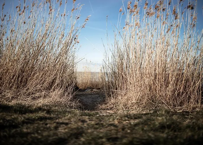 Grosses Schwarze Moewe Nahe Ueckermuende * Grambin